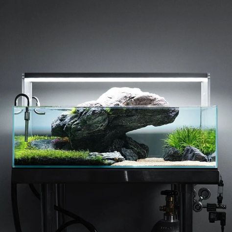 We can't get tired of this minimalist aquascape by @buiscape featuring Twinstar Light E-line. #twinstarlight #twinstareu #freshwater… | Instagram Shallow Aquarium, Goldfish Aquarium, Aquarium Stands, Aqua Tank, Aquarium Set, Freshwater Aquarium Plants, Aquascape Design, Fish Tank Design, Mini Aquarium