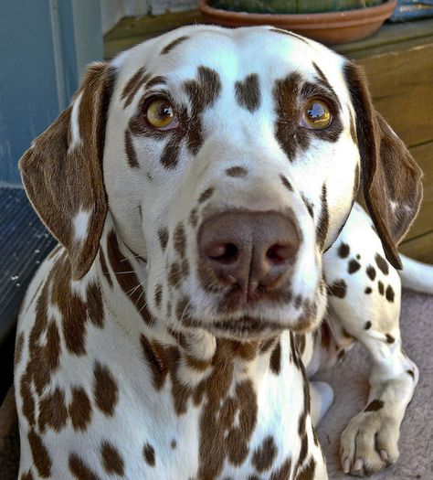 Dalmatian Brown Spots, Brown Spotted Dalmatian, Brown Dalmatian, Dalmatian Puppies, Dandie Dinmont Terrier, จีซอง Nct, Dalmatian Puppy, Dalmatian Dog, Dalmatian Dogs