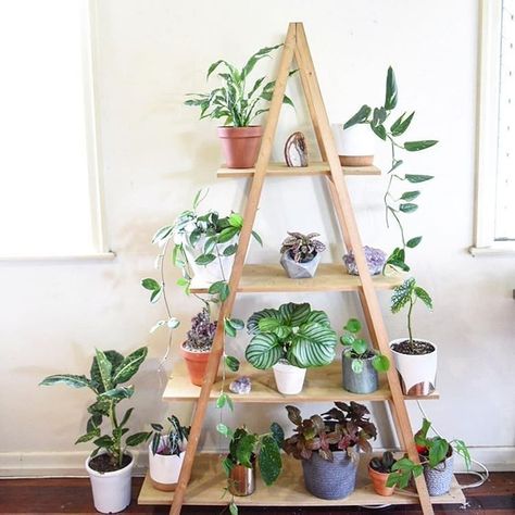 Ladder Plant Shelf, Old Ladder Decor, Ladder Plant Stand, Plant Ladder, Succulent Garden Indoor, Garden Plant Stand, Old Ladder, Diy Ladder, Garden Shelves