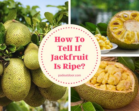 Ever heard of jackfruit? This tropical fruit has a distinctive taste but flavorful. Learn how to tell if jackfruit is ripe & be all set for the harvest season! Ripe Jackfruit, Jack Fruit, Jackfruit Recipes, Recipes In Tamil, Harvest Season, The Harvest, Tropical Fruit, How To Know, To Tell