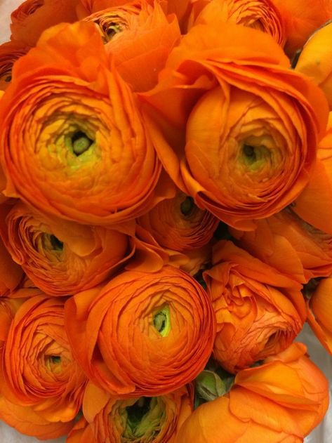 Orange Peonies, Peony Flower Arrangements, Orange Ranunculus, Ranunculus Flowers, Fruit Flowers, Special Flowers, Orange Roses, Flowers Pink, Hydrangea Flower