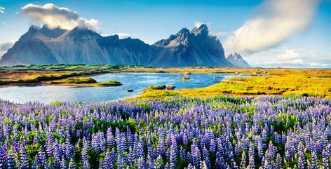 Mountains and meadows in Iceland Iceland Wallpaper, Best Of Ireland, Lupine Flowers, Ireland Tours, Iceland Photos, Nature Backgrounds, Natural Wonders, Iceland, Royalty Free Images