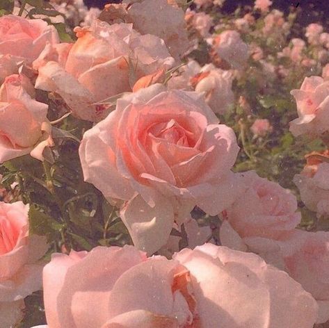 r o s i e | Flower aesthetic, Pastel pink aesthetic, Peach aesthetic Rosé Core, Wallpers Pink, Rose Cute, Pink Nature, Peach Aesthetic, Aesthetic Roses, Baby Pink Aesthetic, Fairy Aesthetic, Nothing But Flowers