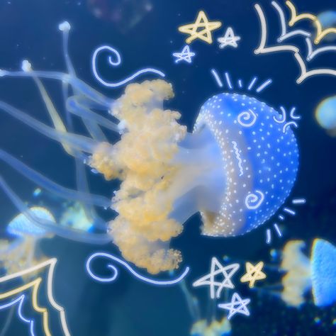 Silly Jellyfish, Cool Sea Creatures, Jellyfish Pictures, Aquarium Pictures, Sea Jellies, Princess Jellyfish, Blue Jellyfish, Jellyfish Art, Beautiful Sea Creatures