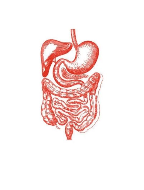 Human digestive system, Vector line drawing illustration, AI, CDR, DXF, eps, pdf vector files for laser engraving, digestion, Gastrointestinal tract, stomach, abdomen anatomy, internal organs, body anatomy Vector Line drawings of a Human digestive system. The drawing is in AI, CDR, DXF, EOS, and PDF formats. This is a digital instant download and no physical product will be shipped. After purchase, you can access the downloadable files.  When you download you will receive 5 files: -1 pc of AI file; -1 pc of CDR file; -1 pc of DXF file; -1 pc of EPS file; -1 pc of PDF file. Files are for personal use only. Stomach Drawing, Line Drawing Illustration, Human Digestive System, Bio Art, Vector Line, Body Awareness, Body Anatomy, Anatomy Drawing, Anatomy Art