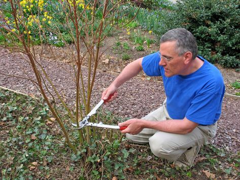 Trimming Dogwood Trees: Tips On How To Prune A Flowering Dogwood Tree Dogwood Tree Landscaping, Burning Bush Plant, Burning Bush Shrub, Dogwood Bush, Shade Plants Container, Dogwood Shrub, How To Trim Bushes, Colorful Shrubs, Bush Plant