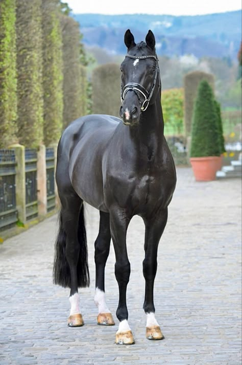 Black Warmblood, Kwpn Horse, Irish Sport Horse, Horse Standing, Warmblood Horses, Horse Riding Outfit, Horse Story, Cute Horse Pictures, Thoroughbred Horse Racing