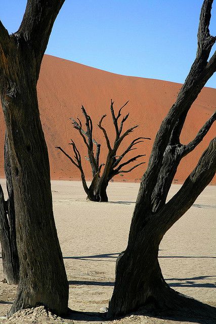 Dead Tree and Desert Dune, Sossusvlei, Namibia | by peo pea, via Flickr  Namibia was the one place I did not get a chance to see while I was in Bots. Someday I plan to go back because Sossusvlei is so stunning! Sossusvlei Namibia, Dead Tree, Nature Tree, Tree Forest, Desert Landscaping, In The Desert, Africa Travel, Sand Dunes, Beautiful Tree