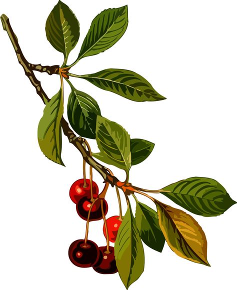 Sour cherry tree 2 (low resolution) by @Firkin, From a drawing in 'Medizinal-Pflanzen', Franz Eugen Köhler, 1887. Version for those needing a small file size and can sacrifice resolution., on @openclipart Sour Cherry Tree, Cherry Plant, Cherry Leaf, Plant Kitchen, Watercolor Fruit, Illustration Botanique, Sour Cherry, Fruit Illustration, Cherry Juice