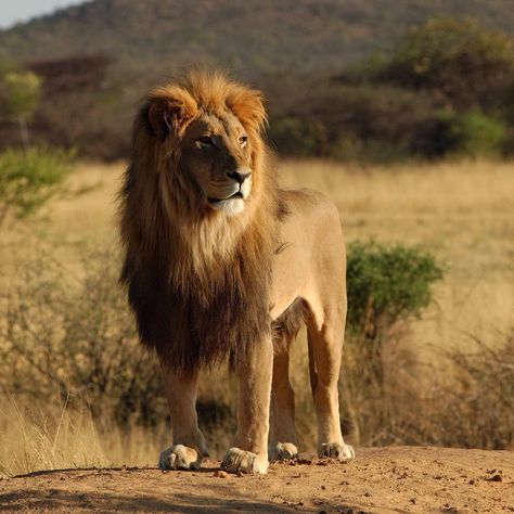 Head of the pride Gir National Park, Lion Hd Wallpaper, Asiatic Lion, South Africa Safari, Safari Vacation, 2560x1440 Wallpaper, Lions Photos, Africa Animals, Lion Wallpaper