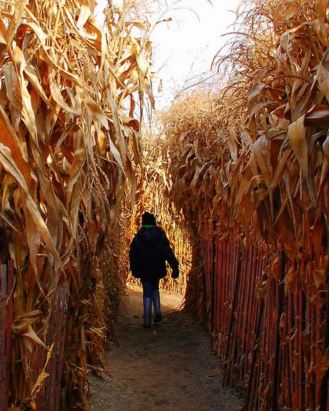 Corn Maze...love to do these in October. We go to a scary corn maze towards the end of October, it's very creepy! Portret Feminin, Studera Motivation, Corn Stalks, Corn Field, Shotting Photo, Fall Bucket List, Corn Maze, Season Of The Witch, Fall Photoshoot