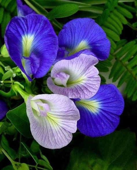 How to Grow Butterfly Pea Vine In Pots and care for them. Grow Butterflies, Flower Garden Plans, Indoor Flowering Plants, Plants For Hanging Baskets, Butterfly Pea Flower, Garden Vines, Butterfly Pea, Pea Flower, Unusual Flowers