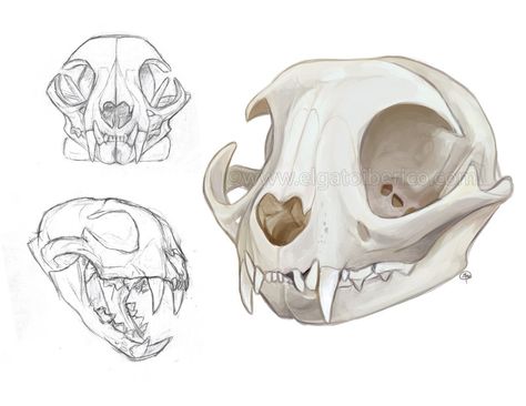 Cat Skull Design, Cat Skull Front View, Cat Skeleton Sketch, Cat Skull Reference Drawing, How To Draw A Cat Skull, Cat Skull Side View, Cat Skull Anatomy, Mouse Skull Drawing, Cat Skull Sketch