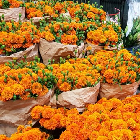 Mexican Marigolds for Dia De Los Muertos fresh from farms are here at California Flower Mall downtown Los Angeles wholesale flower market no entry fee open daily Mexican Flowers Aesthetic, Mexican Marigolds, Mexican Marigold, Flower For Decoration, Flower Price List, Los Angeles Fashion District, Orange Marigold, Mexican Flowers, Los Angeles Fashion