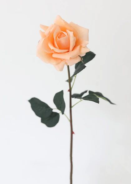 Beautiful Flowers Images Hd, Rose With Stem, Diy Flower Projects, Centerpiece Arrangements, Ginger Rose, Flor Tattoo, Rose Reference, Rose Flower Photos, Most Popular Flowers