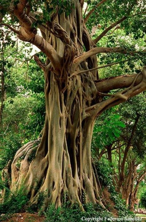 The Bodhi tree, also known as Bo and ‘peepal Tree’ in Nepal and Bhutan, was a large and very old sacred fig tree located in Bodh Gaya, India. Nature, Tree Tattoo Back, Weird Trees, Mother Nature Tattoos, Jungle Tree, Bodhi Tree, Giant Tree, Large Tree, Tropical Tree