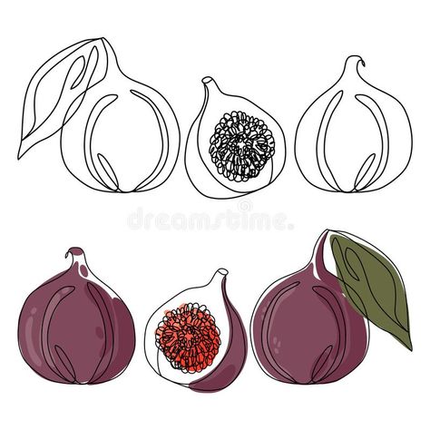 Continuous line drawing of a flower in a pot. Beautiful flower Isolated on a white background. Vector illustration. Continuous line drawing of figs. Elegant stock illustration Fig Line Drawing, Fine Tattoos, Drawing Of A Flower, Fig Drawing, Flower In A Pot, Drawing Fruit, Fruit Coloring, Fig Fruit, College Stuff