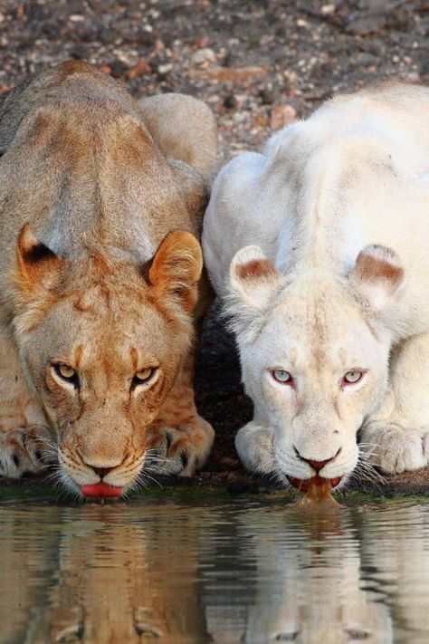 White Lions, Albino Animals, Cutest Animals, Cheetahs, Animal Planet, Exotic Pets, Nature Animals, Beautiful Cats, 귀여운 동물