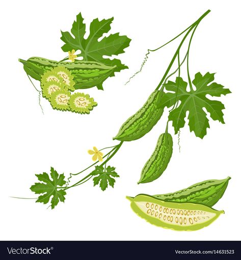 Bitter Melon, Bitter Gourd, Green Leaf, Gourds, Bitter, Yellow Flowers, Watercolor Flowers, Melon, Agriculture