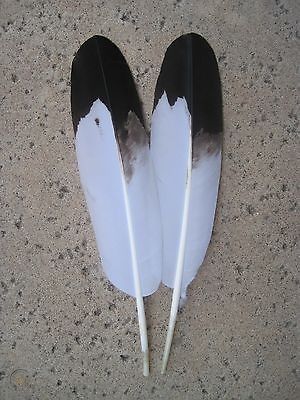 Bald Eagle Feather, Red Tail Hawk Feathers, Native Regalia, Hawk Feathers, Eagle Feather, Native American Headdress, Eagle Feathers, Art Articles, Red Tailed Hawk