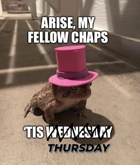 Frog Days Of The Week Meme, Its Sunday My Dudes Frog, It Is Thursday My Dudes Frog, Thursday Frog, Funny Frog Pictures, It's Thursday, Frog Meme, It's Wednesday, My Birthday Is