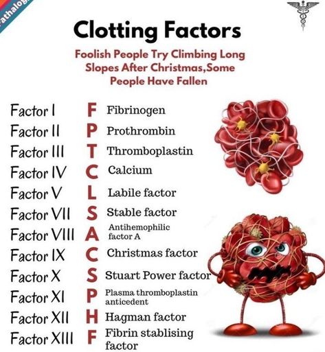 Mnemonic to learn clotting factors - MEDizzy Medical Mnemonics, Nursing School Essential, Medical School Life, Nursing School Motivation, Basic Anatomy And Physiology, Nurse Study Notes, Nursing Student Tips, Med School Motivation, Biology Facts