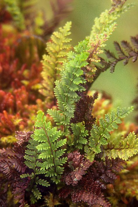 ferns Fern Seeds, Forest Plants, Walk In The Woods, Shade Plants, Beautiful Scenery, Shade Garden, Creepers, In The Woods, Nature Beauty