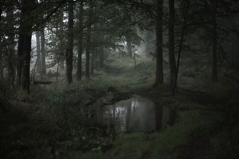 Witchy Landscape, Dark Naturalism, Dark Forest Aesthetic, Dark Fairycore, Foggy Weather, Dark Green Aesthetic, Forest Background, Foggy Forest, Dark Nature Aesthetic