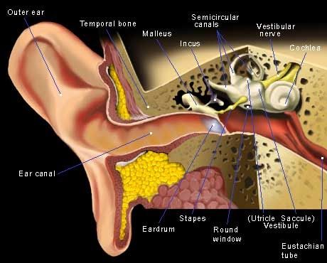 These are classic symptoms of Eustachian Tube Dysfunction (ETD)  If you have searched this blog down, then I guess that you may be sufferi... Eustachian Tube Dysfunction, Blocked Ears, Ear Anatomy, Inner Ear, Sinus Infection, Medical Terms, Anatomy And Physiology, The Ear, Medical Conditions