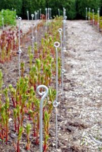 Diy Peony Support, Flower Support Ideas, Peony Support Ideas Diy, Peony Farming, Peony Garden Design, Floret Flowers, Bee Yard, Peony Support, Bedford New York