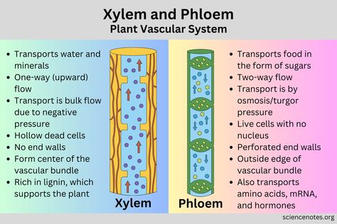 Xylem and Phloem - Plant Vascular System Xylem And Phloem Notes, Xylem And Phloem Diagram, Transport In Plants Biology Notes, Xylem And Phloem, Anaerobic Respiration, Plant Biology, Bio Notes, Vascular System, Biology Plants