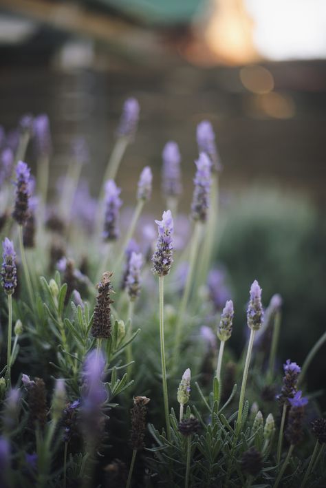 Hello Wallpaper, Garden Of Lights, Valley Of Flowers, Start Of Winter, Lavender Aesthetic, Photographer Inspiration, Lovely Lavender, C S Lewis, Never Too Old