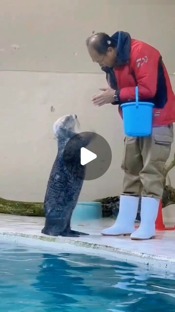 Best Funny Animal Videos, Funny Cute Animal Photos, Silly Animal Videos, Animal Videos Cutest, Magical Animals Mythical Creatures, Otter Videos, Baby Animals Adorable, Funny Videos Animals, Animal Videos Funny