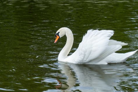 Swans Swimming, Swan Swimming, Swan Pictures, Swan Jewelry, Soft Aesthetic, White Swan, Swans, 12 Days, Christmas Art