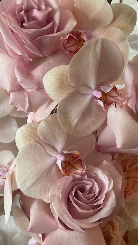 Orchids Aesthetic, Feminine Wallpaper, Couleur Rose Pastel, Girly Wallpaper, Coquette Pink, Baby Pink Aesthetic, Nothing But Flowers, Flower Therapy, Rose Wallpaper