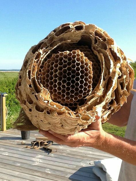 Hornet Nest, Bee Nest, Hornets Nest, Wasp Nest, Bee Boxes, The Wasp, Bee Inspired, Creepy Crawlies, Insect Art