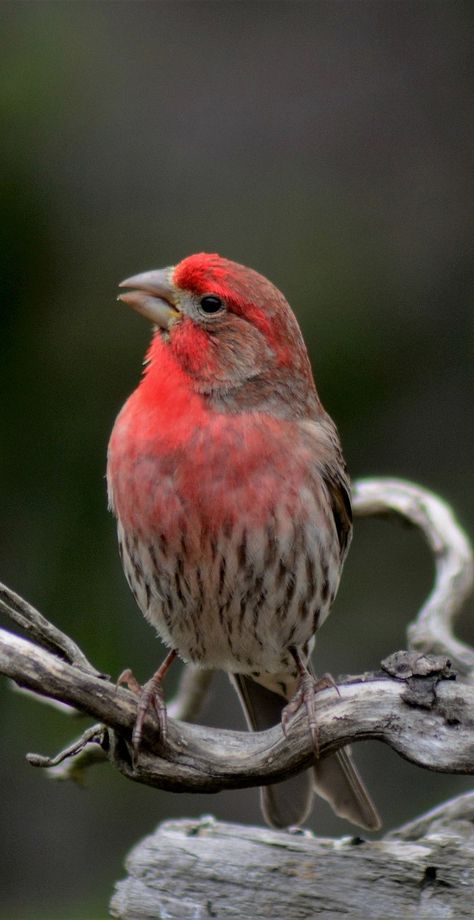 House Finch, Bird Painting Acrylic, Finches Bird, Brown Bird, Finches, Bird Watcher, Wood Bird, Cardinal Birds, Backyard Birds