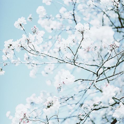 White Cherry Blossoms Sakura Light Blue Sky Cherry Blossom Wallpaper, White Cherry Blossom, Light Blue Aesthetic, Blue Cherry, Aesthetic Light, Blue Banner, Blue Anime, Sakura Cherry Blossom, Most Beautiful Flowers