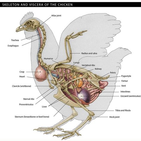 Chicken Anatomy, Vet Tech School, Vet Tech Student, Veterinary Science, Vet Medicine, Animal Skeletons, Vet School, Animal Anatomy, Animal Study