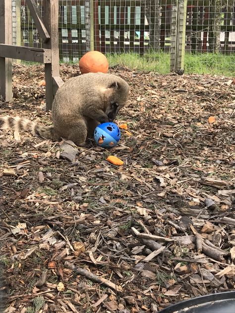 Coati Enrichment, Zoo Enrichment, Enrichment Projects, Animal Enrichment, Zoo Babies, Food Out, Zoo Animal, Work Harder, Zoo Animals