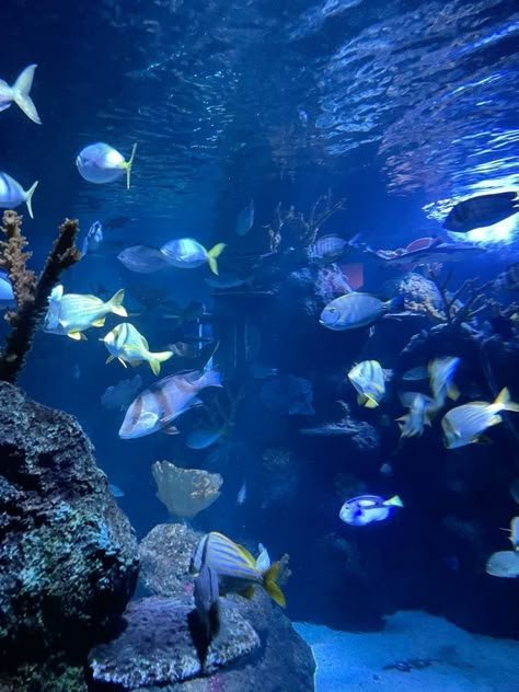 Blue Aquarium Aesthetic, Fish Aquarium Aesthetic, Aquatic Aesthetic, Aquarium Aesthetic, Scary Ocean, Aquarium Landscape, Water Aesthetic, Cute Laptop Wallpaper, Marine Aquarium