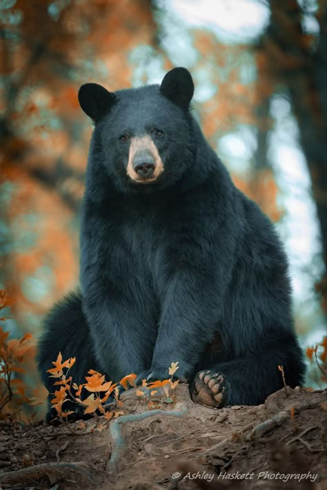 Bear Photo Reference, Black Bear Photography, Polar Bear We Bare Bears, Black Bear Cartoon, Black Bear Drawing, Black Bear Sitting, Grizzly Bear Photography, We Bear Bears, Tattoo Bear