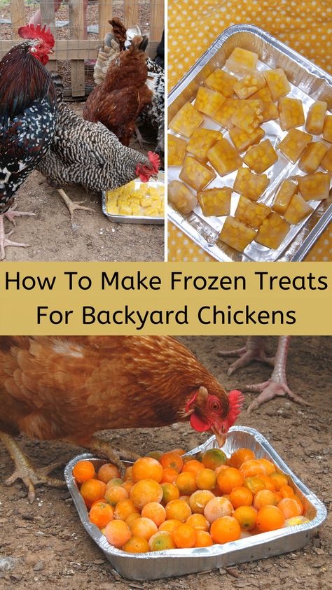 Frozen Corn Treats For Chickens, Frozen Chicken Treats Diy, Treats For Chickens In Summer, Frozen Chicken Treats, Homemade Chicken Treats For Chickens, Frozen Treats For Chickens, Chicken Treats For Summer, Chicken Treats Diy, Chicken Coop Entertainment Ideas