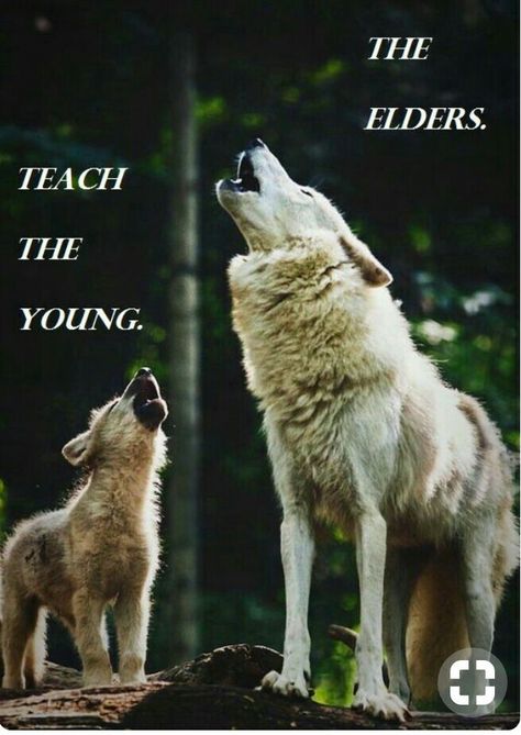 I Love Teaching The Youth Beneath My Generation To Honor The Wisdom Of Our Elders. Lup Singuratic, Pitbull Boxer, Baby Huskies, Baby Wolves, Wolf Stuff, Baby Wolf, Wolf Pup, Wolf Photos, Wolf Spirit Animal