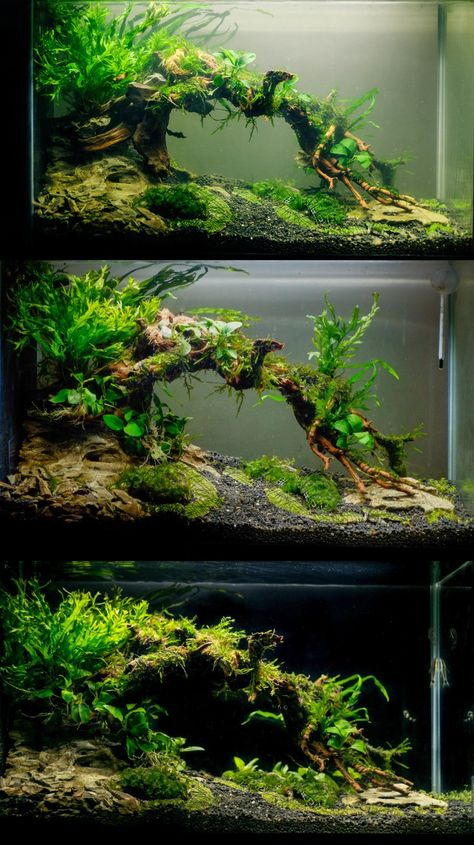 Underwater Fairy Garden, 5 Gallon Aquascape Ideas, 55 Gallon Aquascape, Natural Aquarium Ideas, Shrimp Tank Ideas, Shrimp Tanks, Best Aquarium Fish, Aquascaping Ideas, Aquascape Ideas