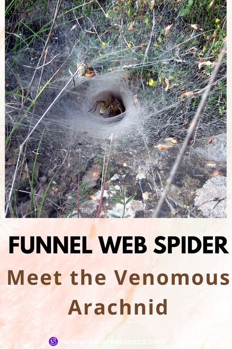 #funnel #web #spider #arachnid #neurotoxin #carnivore #prey #stemchallenge #science #scienceforkids #sciencemagazine #smoremagazine #stem #stemeducation #stemforkids Spiders In Australia, Spider Fact, Funnel Web Spider, Poisonous Spiders, Interesting Creatures, Web Spider, Science Magazine, Dangerous Animals, Spider Webs