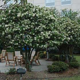 Ligustrum Tree, Japanese Privet, Ligustrum Japonicum, Pine Garden, Low Maintenance Shrubs, Rainbow Garden, Orchid Garden, Homestead Gardens, Farm Nursery