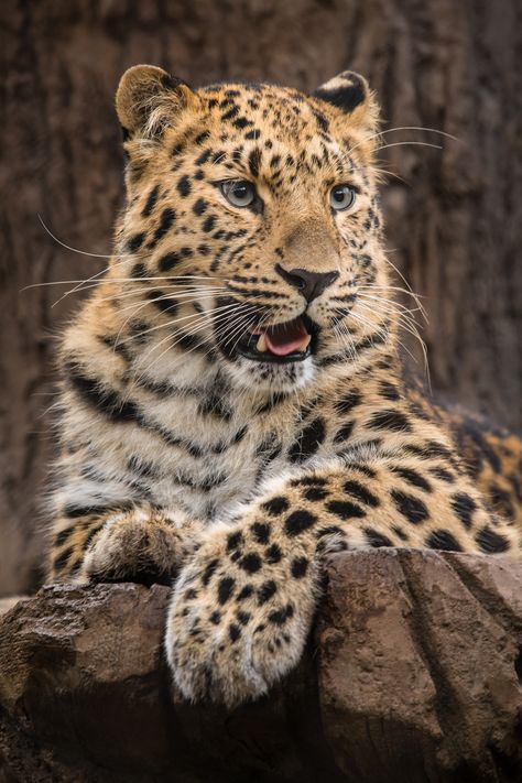 Female Amur Leopard (Panthera pardus orientalis) by Craig Chaddock on Flickr Tattoo Nature, Amur Leopard, Exotic Cats, Rare Animals, Majestic Animals, Endangered Animals, Cheetahs, Leopards, Animal Wallpaper