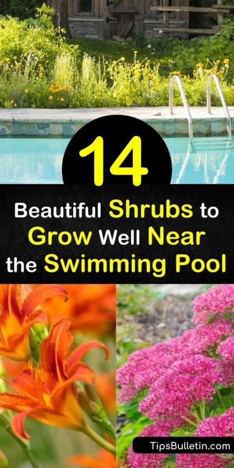 When selecting shrubs to grow near the pool, choose those that add vibrant color to any landscape design, such as Hibiscus or Bird of Paradise. Plant palm trees to provide shade over the swimming pool in hot weather. Use lemongrass and geraniums to repel pesky mosquitoes. #shrubs #grow #near #pool Landscaping Around Rectangular Pool, Rock Landscape Around Pool, Landscaping Pool Ideas, Pool Patio Plants, Simple Pool Landscaping Ideas, Landscape Ideas Pool Area, Pool Backyard Ideas Landscaping, Garden Design Around Pool, Plants To Use Near Swimming Pools