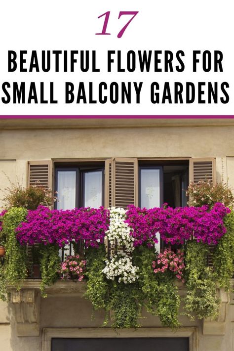 Balcony Hanging Plants, Dream Balcony, Patio House Ideas, Balcony Flower Box, Balcony Gardens, Apartment Balcony Garden, Balkon Decor, Balcony Planters, Patio Flowers